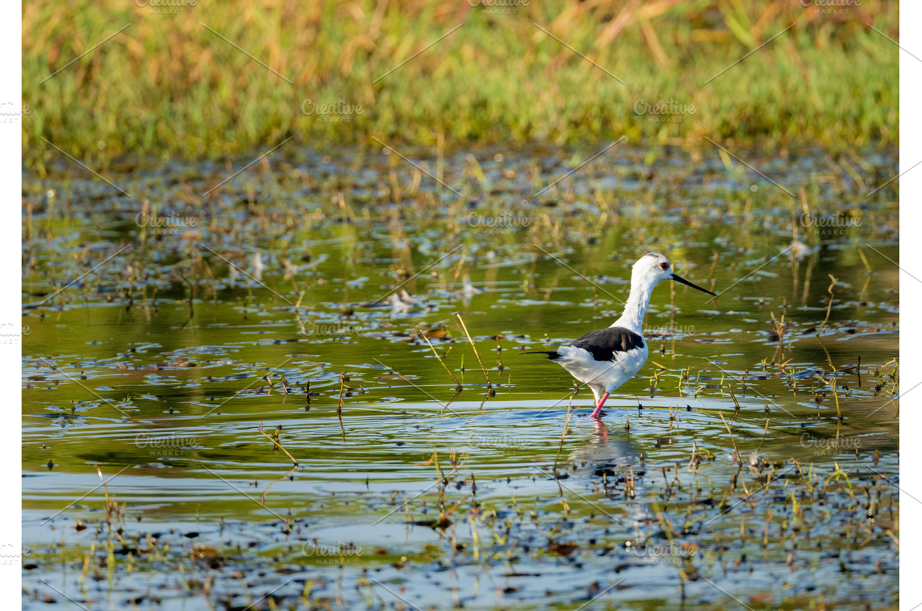 Black Winged Stilt standing in, an Animal Photo by Backyard Stock