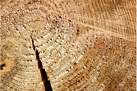 Wood structure, abstract background, an Abstract Photo by Enjoy Photo