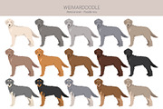 Weimardoodle. Weimaraner Poodle mix, an Illustration by pet design shop (Thumbnail 2 of 6)