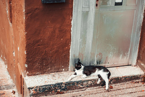 Cats lounging by a door, an Animal Photo by SkyNext