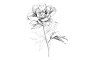 Hand Sketched Peonies, an Object Graphic by VictoriaKStudio (Thumbnail 3 of 9)
