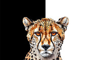 Watercolor of a cheetah head., an Animal Illustration by yod67 (Thumbnail 2 of 4)
