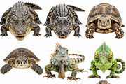 Wild Animals Illustration Clipart, an Animal Illustration by Wowly Design (Thumbnail 11 of 20)