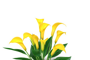 Calla Lily Yellow