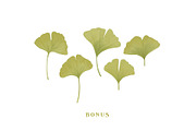 De Ginkgo, a Serif Font by Emyself Design (Thumbnail 15 of 16)