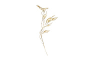 Lunaria branches, an Illustration by Watercolor life (Thumbnail 5 of 7)