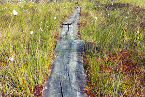 Wooden path walkway, a Nature Photo by BOOCYS