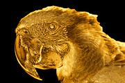 The Midas Touch Photoshop Action, an Action Add-On by Dene Studios (Thumbnail 7 of 9)