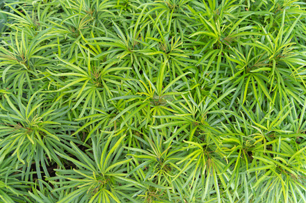 Green vegetable plant leaves of trees in garden pattern surface, a Background Photo by Tampatra