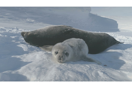 Baby, Adult Weddell Seal Family in, an Animal Photo by Mozgova