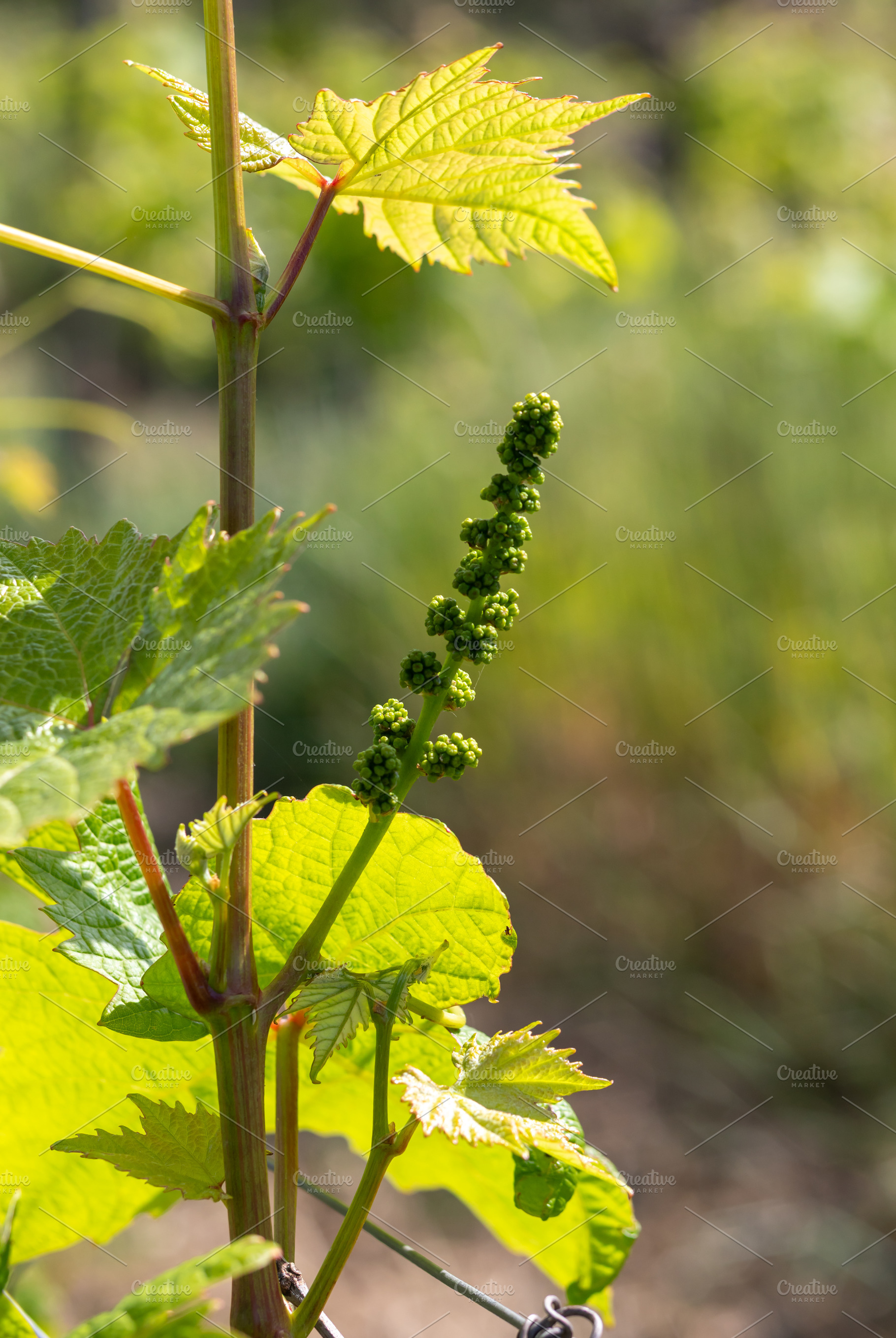 Young inflorescence of grapes growing in vineyard during springtime, a Nature Photo by Antonio Gravante Market
