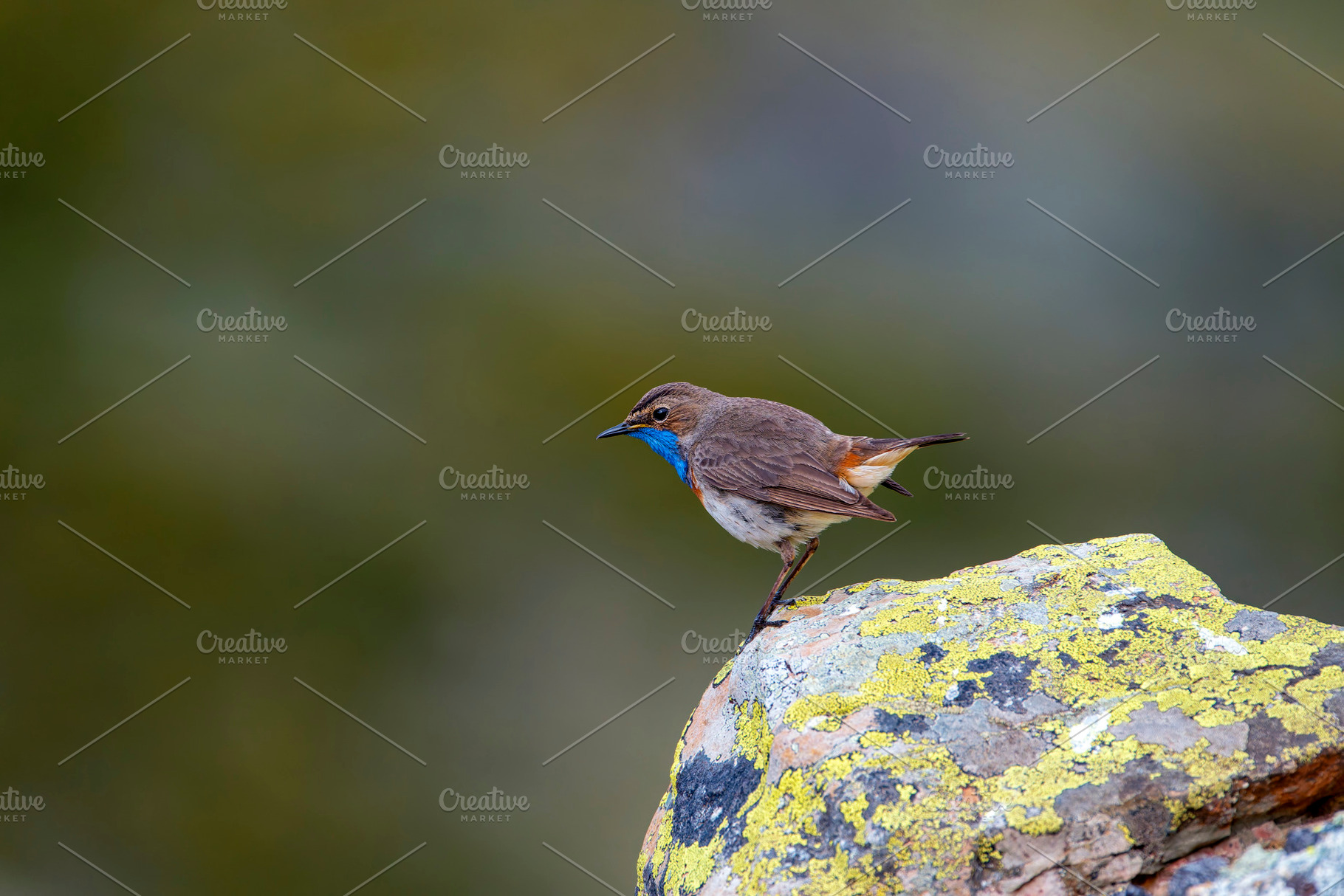 Bluethroat male perched on a rock with green background., an Animal Photo by CreativePhotoSpain