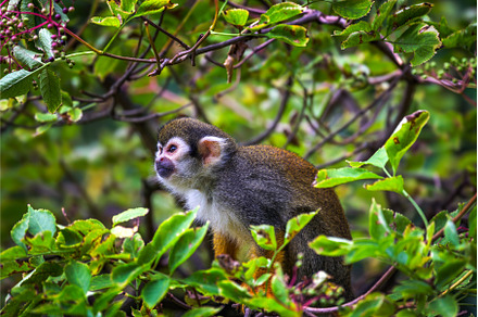 Common squirrel monkey sitting on a, an Animal Photo by Nick Fox