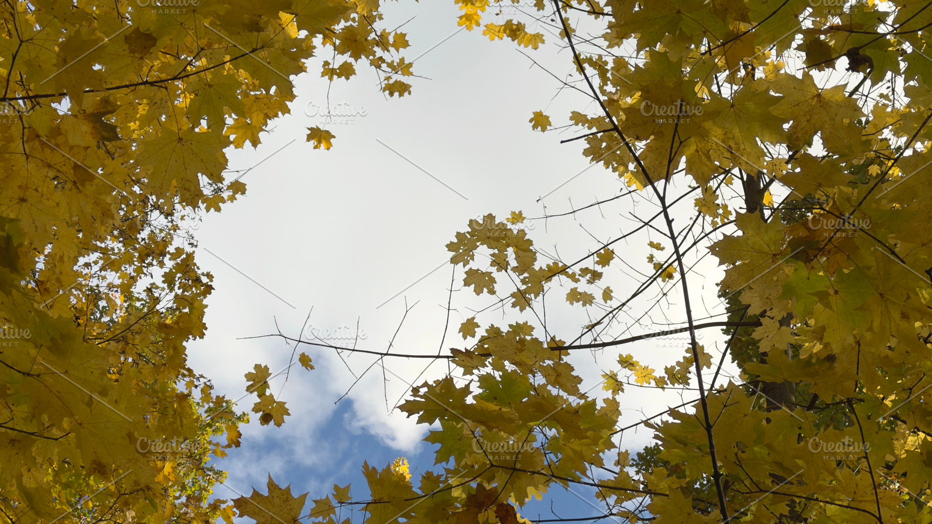 A view of autumn leaves against a cloudy sky, showcasing vibrant yellow foliage, a Nature Photo by Textures & Backgrounds