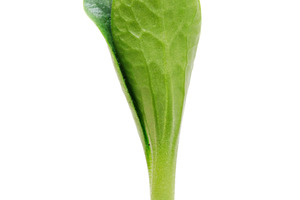 Sprout, a Photo by saiko3p
