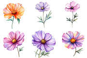 Watercolor Spring Cosmos Flower Clip, a Texture Illustration by DreamPrint404 (Thumbnail 3 of 7)