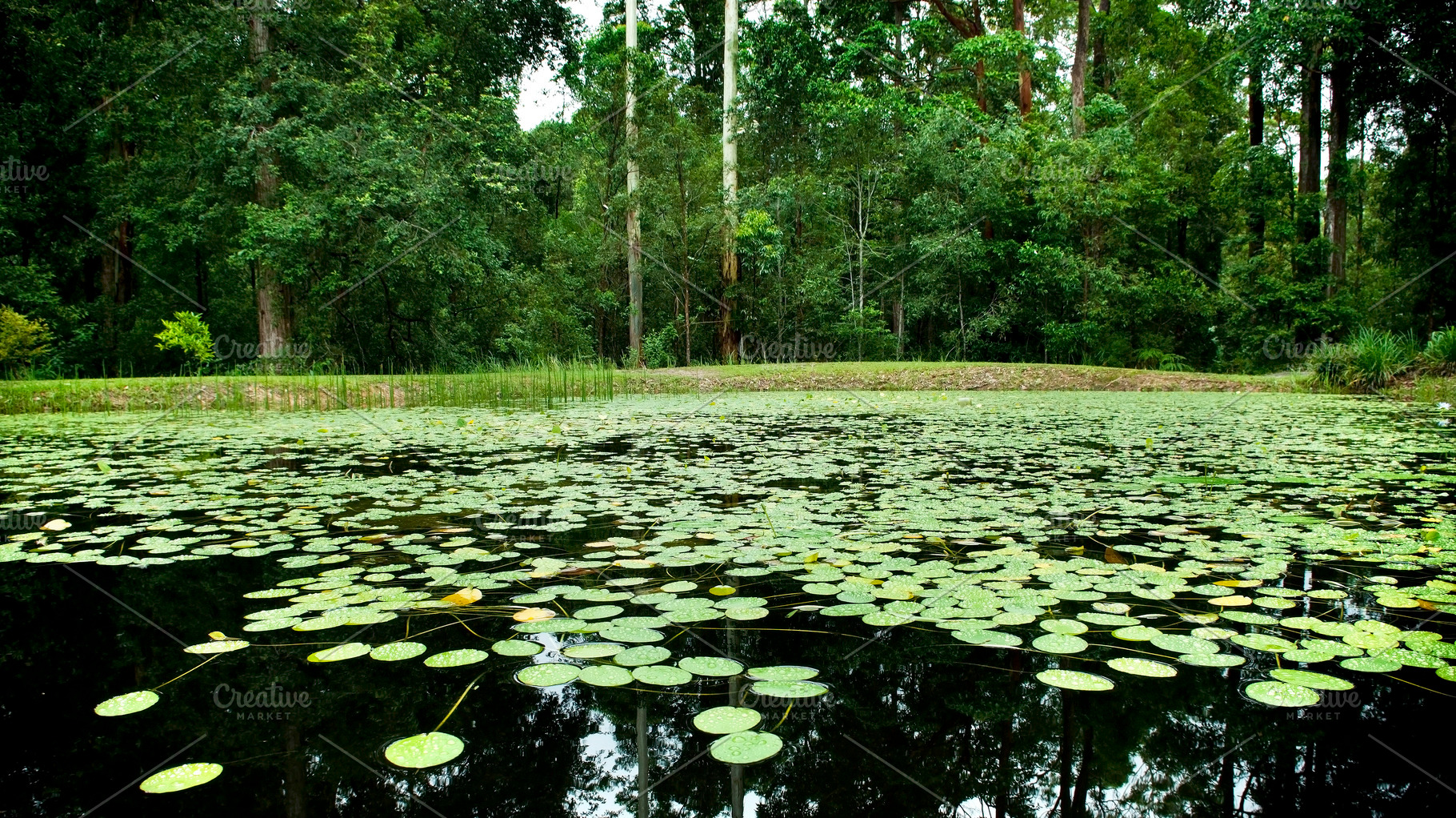 Lilly Pad Pond, a Nature Photo by THP Creative
