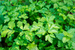 Coriander, a Food & Drink Photo by THP Creative