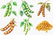 Watercolor Soybean Clipart Bundle, an Illustration by Canvas Craft (Thumbnail 2 of 8)