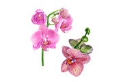Watercolor Pink Flowers, an Illustration by Katya Zlobina (Thumbnail 5 of 9)