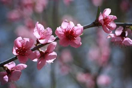 Spring blossom stock photo containing tree blossom and blossom flower
