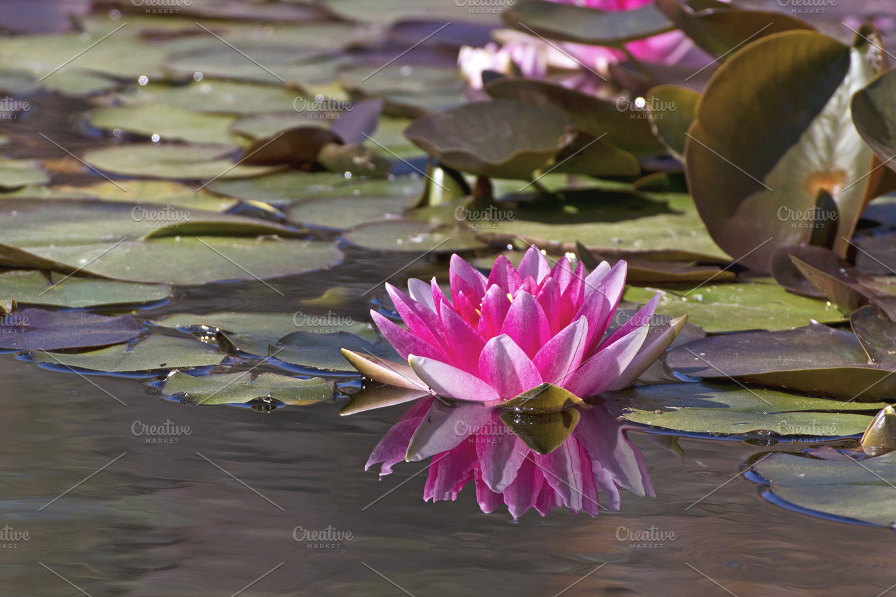Lotus Containing Nature Picture And Image