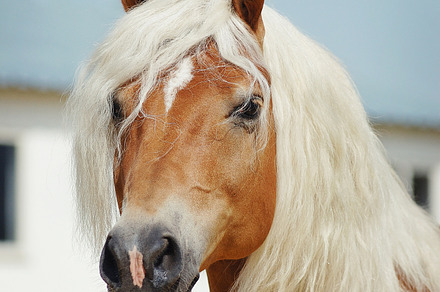 Palomino horse portrait