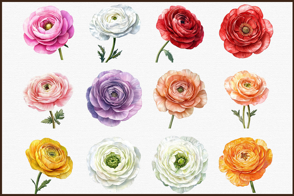 Watercolor Ranunculus Clipart, an Illustration by Sublimation Artist (Photo 3 of 6)