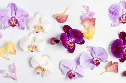 Beautiful orchid petals on a colorful background. Spring concept. Generative AI, a Photo by José Manuel Gelpi