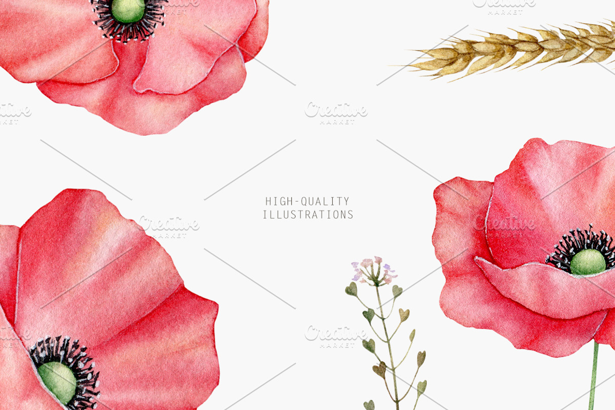 Poppies clipart Watercolor, an Illustration by Daryartsy (Photo 7 of 14)