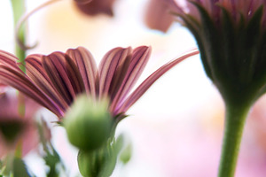 Flower Background, a Nature Photo by THP Creative