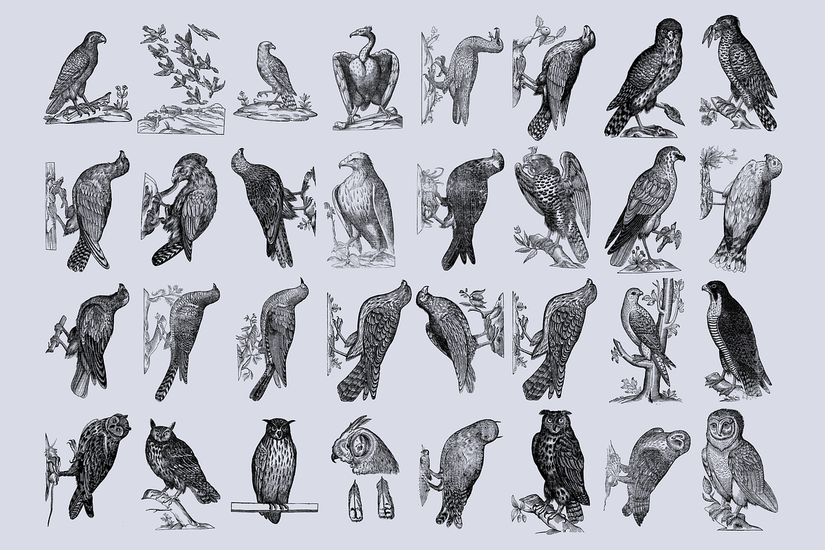 Birds of the World Illustrations, an Animal Illustration by Nomad Visuals (Photo 8 of 12)