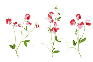 Vector Object Brushes. Sweet Pea.