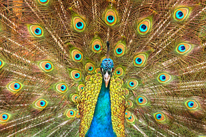 Peacock showing its feathers