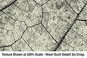 Leaf Texture Pack - Earthy Goodness!, a Texture Graphic by Matt Borchert (Thumbnail 3 of 6)