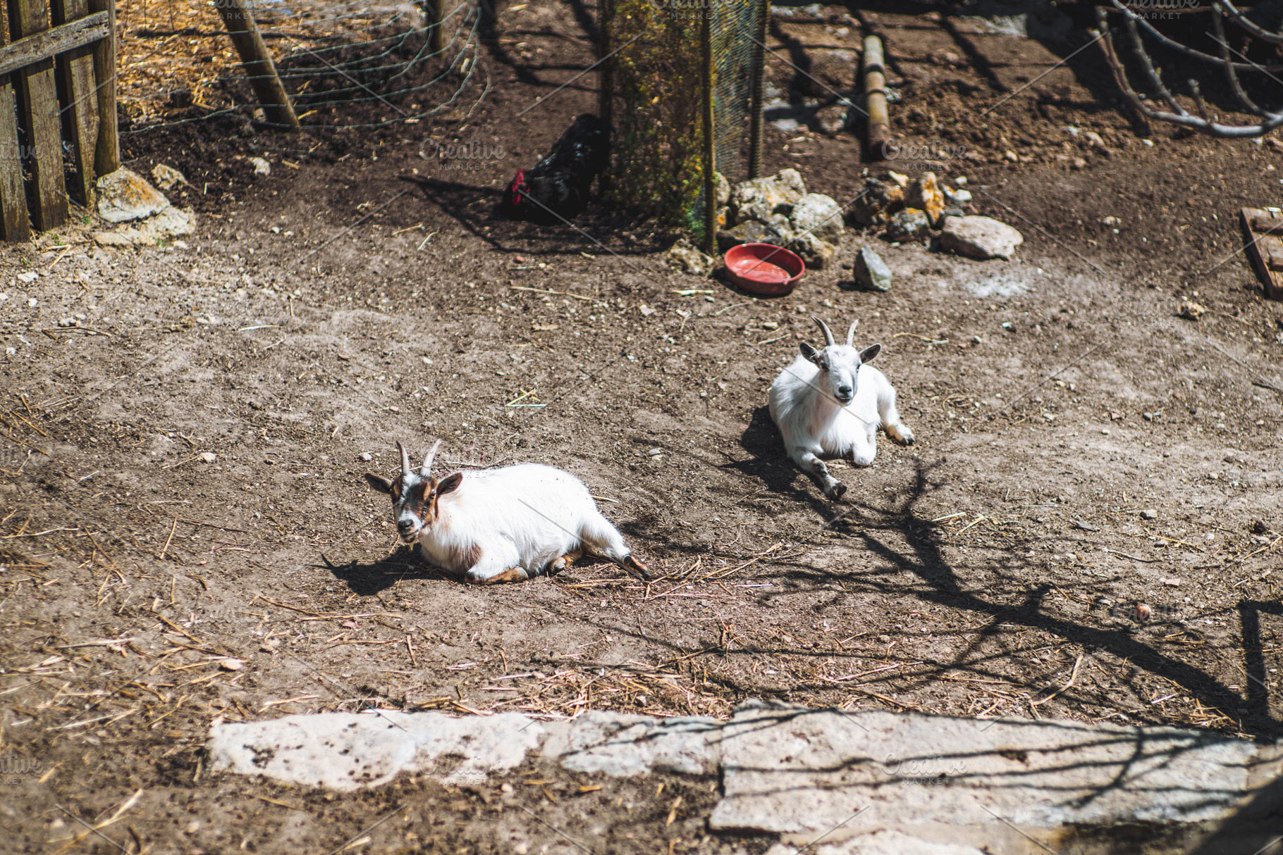 Baby goats resting on sunny farm, an Animal Photo by SkyNext