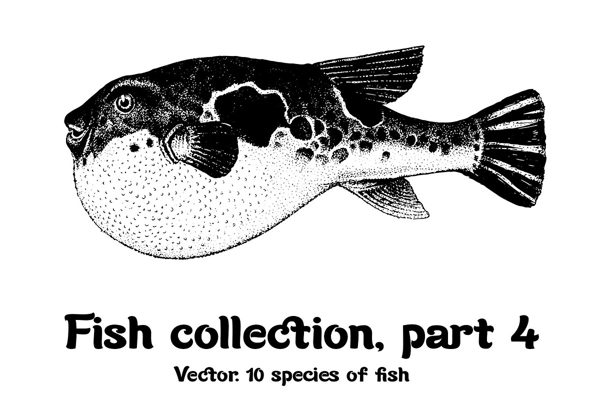 Fish collection, part 4, an Illustration by ZotovShop (Photo 1 of 11)