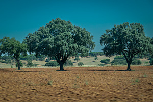 Oak trees on dry countryside field, portugal, a Nature Photo by DanFLCreativo
