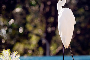 Great Egret, an Animal Photo by THP Creative