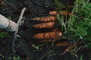 Organics carrots