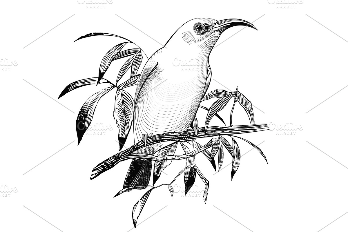 Bird Vector. Engraving illustration, an Animal Illustration by Tettygreen (Photo 1 of 3)