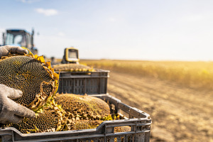 Harvesting sunflowers in a sunny fie, a Photo by Dvoevnore photos