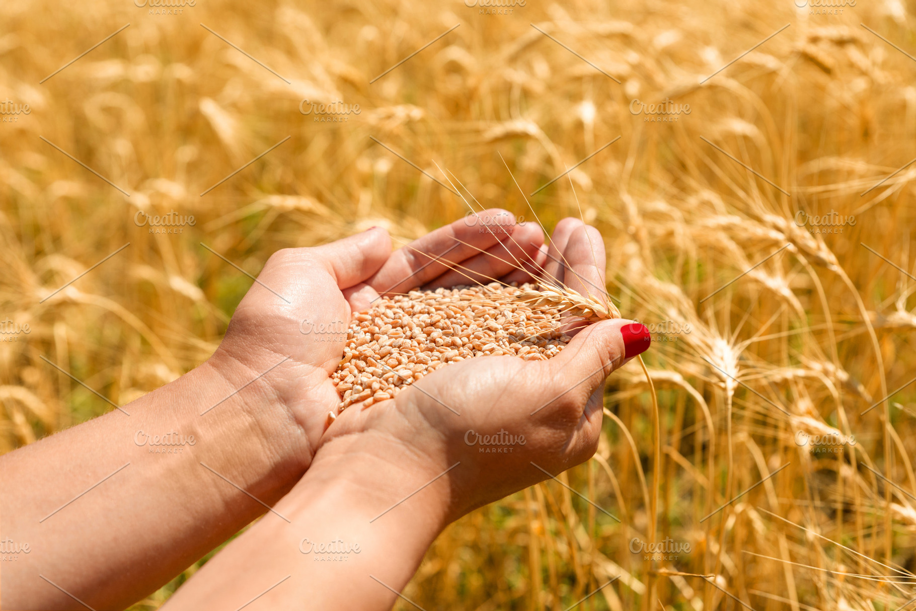 Cupped hands holding raw wheat grains with a stalk of wheat abov, a Food & Drink Photo by Ales Munt