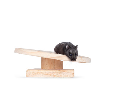 Hamster on wheel white background, an Animal Photo by Cat'chy Images by Nynke