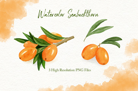 WATERCOLOR SEA BUCKTHORNS CLIPART