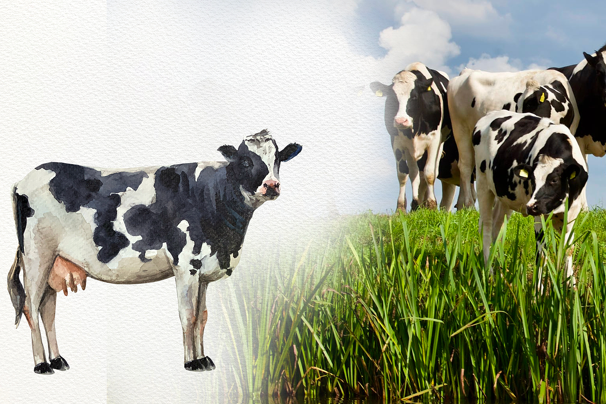 Watercolor Cow Clip arts and Posters, an Animal Illustration by Tati Bordiu (Photo 5 of 8)