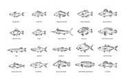 Types Marine, Ocean fish. Vector, an Animal Illustration by Tettygreen (Thumbnail 3 of 4)