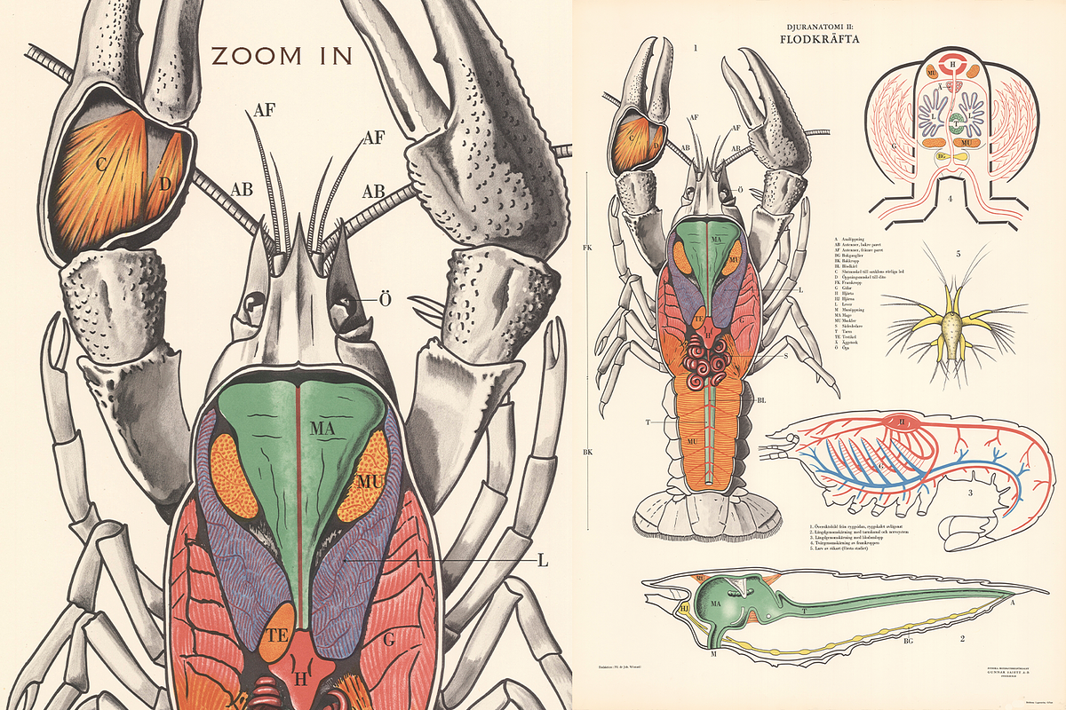 Rare Vintage Animal Anatomy, an Animal Illustration by Digital Museum (Photo 7 of 8)