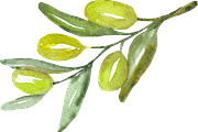 Olive watercolor clipart, a Background Graphic by GoodFairyClipArt (Thumbnail 3 of 3)
