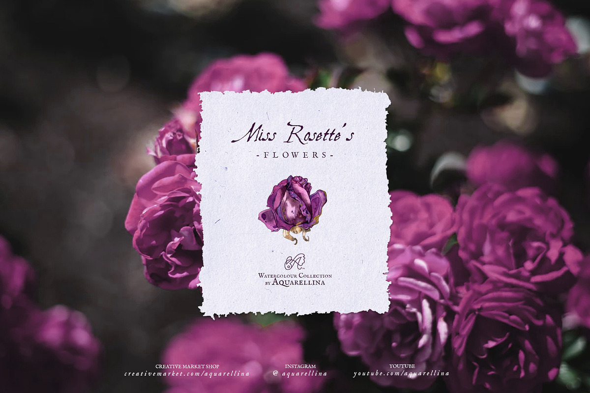 Purple Roses - Watercolour Clipart, a Decorative Illustration by Aquarellina (Photo 6 of 14)